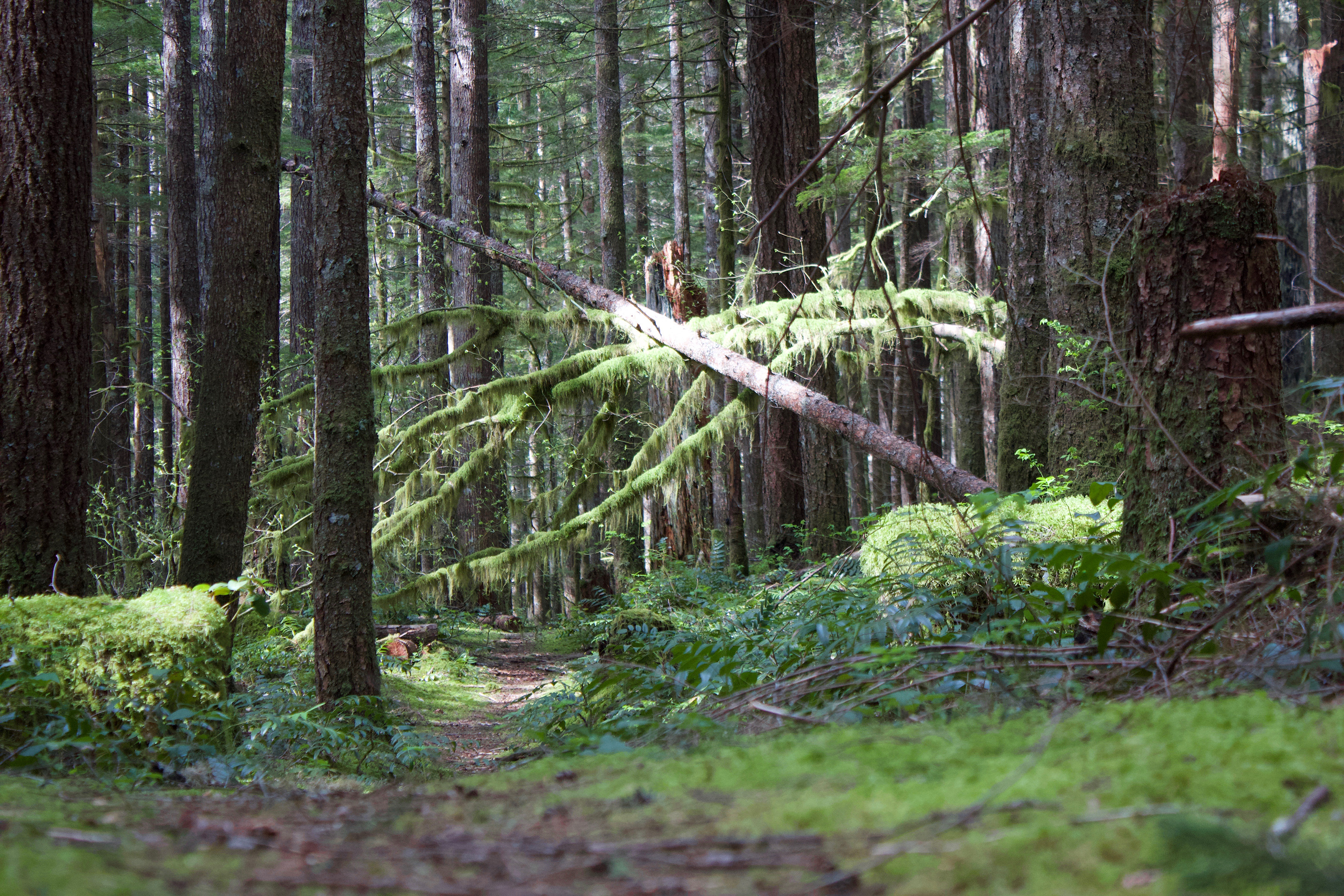Siouxon Trail